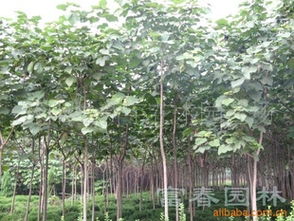 專業綠化工程解決方案——江蘇沭陽縣新宇花木園藝場產品供應